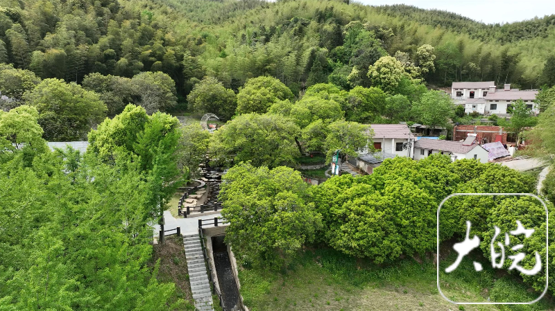 主流媒体齐聚芜湖板石岭赏华东最大古桂群开元棋牌试玩千年古桂引客来！全国多家