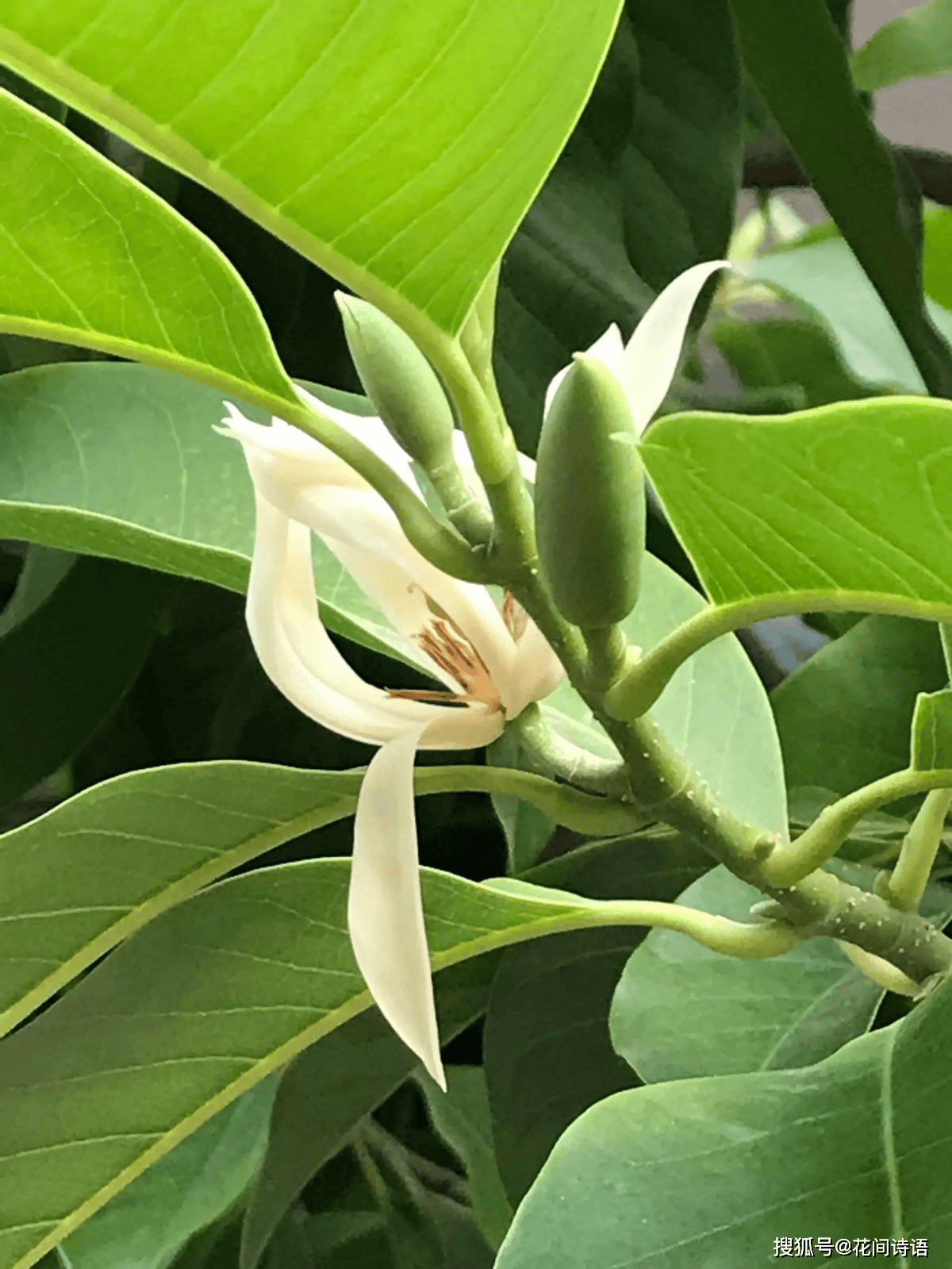 上几盆清香扑鼻堪称天然“活香水”开元棋牌香气最浓的6种花夏天养(图1) 上几盆清香扑鼻堪称天然“活香水”开元棋牌香气最浓的6种花夏天养(图1)