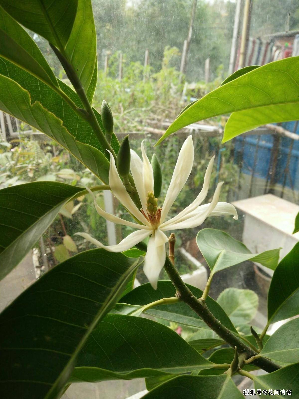 上几盆清香扑鼻堪称天然“活香水”开元棋牌香气最浓的6种花夏天养(图3) 上几盆清香扑鼻堪称天然“活香水”开元棋牌香气最浓的6种花夏天养(图3)