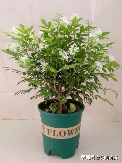 上几盆清香扑鼻堪称天然“活香水”开元棋牌香气最浓的6种花夏天养(图5) 上几盆清香扑鼻堪称天然“活香水”开元棋牌香气最浓的6种花夏天养(图5)