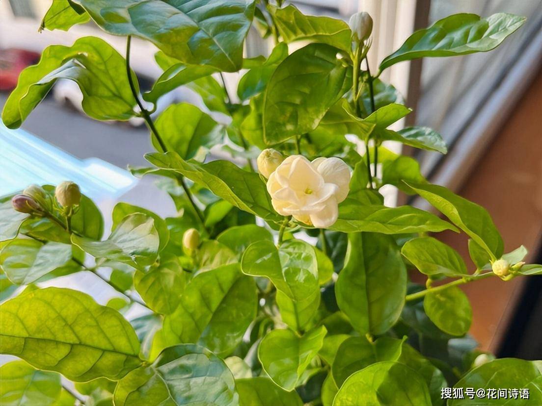 上几盆清香扑鼻堪称天然“活香水”开元棋牌香气最浓的6种花夏天养(图10)