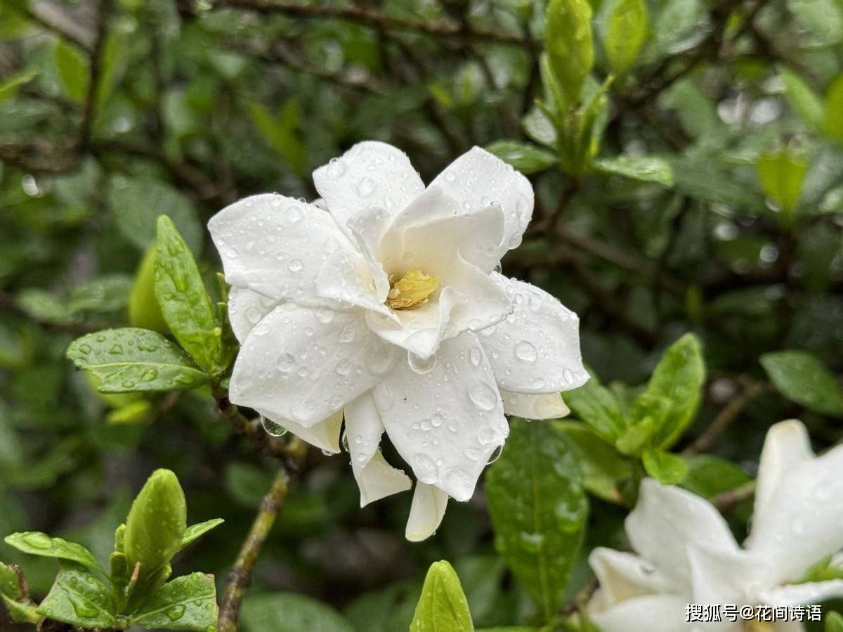 上几盆清香扑鼻堪称天然“活香水”开元棋牌香气最浓的6种花夏天养(图8) 上几盆清香扑鼻堪称天然“活香水”开元棋牌香气最浓的6种花夏天养(图8)