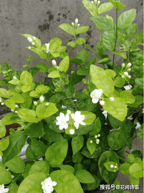 上几盆清香扑鼻堪称天然“活香水”开元棋牌香气最浓的6种花夏天养(图9) 上几盆清香扑鼻堪称天然“活香水”开元棋牌香气最浓的6种花夏天养(图9)