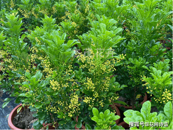 上几盆清香扑鼻堪称天然“活香水”开元棋牌香气最浓的6种花夏天养(图11) 上几盆清香扑鼻堪称天然“活香水”开元棋牌香气最浓的6种花夏天养(图11)